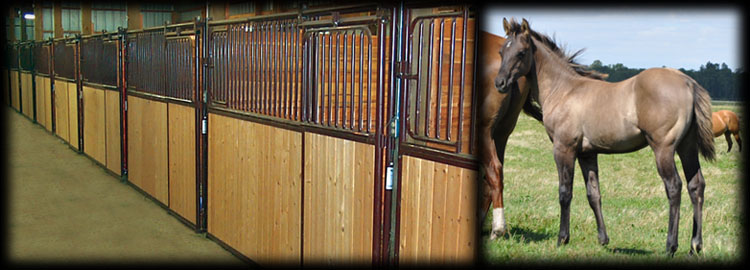 Indoor and Outdoor Boarding available for horses of all ages