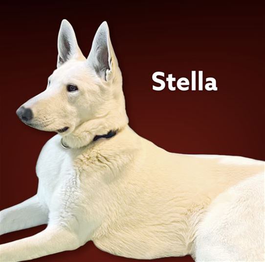 Foothills Stunning Stella
