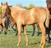 2023 Filly I.D. # 66 Sold...California