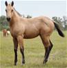 2021 Filly I.D. # 93 Sold...California